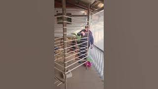 Urzitul- cu Laslău Viorica din Plopiș